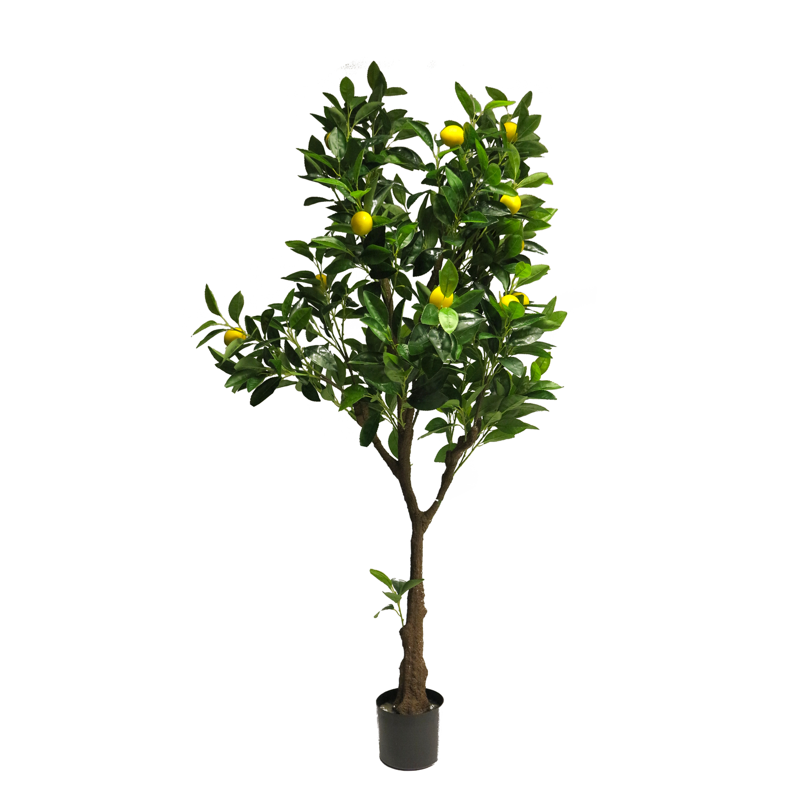 PLANTES ET FLEURS